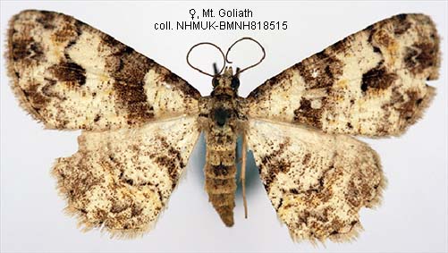 Papua Insects Foundation (Lepidoptera/Geometridae(Ennominae ...